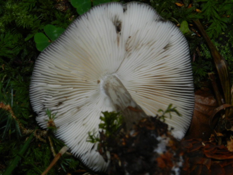 bosco di prevalenza conifere ritr. del 1-11-2011